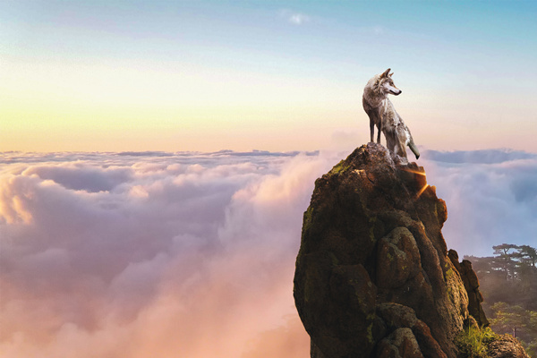 新時(shí)代的狼性精神！