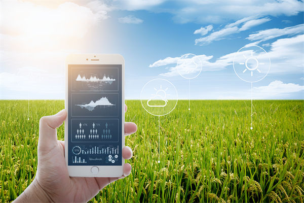 溫州種出2.1米高巨型水稻，精益生產(chǎn)怎么看？