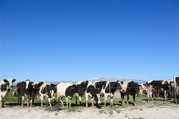 常溫純牛奶中禁止添加復(fù)原乳，集成供應(yīng)鏈怎么看？